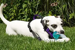 Іграшка-канат для собак Nylon Dog Rope Toy Kit - мініатюра 3