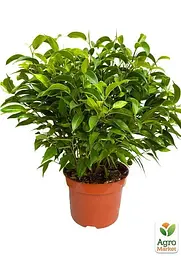 Саджанець Agro-Market Фікус Бенджаміна (Ficus) Benjamin (50622) - мініатюра 3