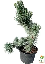 Саджанець Agro-Market Сосна чорна Oregon Green С7.5 висота 50-60 см 1 шт. в упаковці (183031) - мініатюра 4