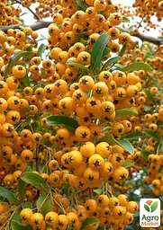 Саджанець Agro-Market Піраканта (живопліт) Teton (52797) - мініатюра 2