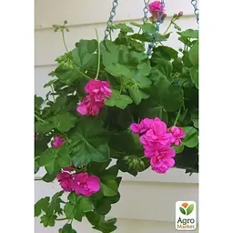 Саджанець Agro-Market Пеларгонія ампельна Ivy Magenta (контейнер № 10 висота 10-20 см) (49105) 1 шт. в упаковці - мініатюра 3