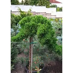 Саджанець Agro-Market Ялівець сланкий на штамбі Procumbens Nana С2 висота 40-50 см 1 шт. в упаковці (182566) - мініатюра 4
