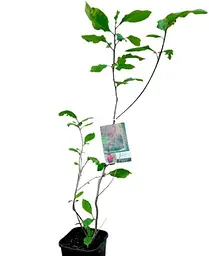 Магнолія Agro-Market Genie щеплена 4-річна суланжа висота 60-80 см 1 саджанець в упаковці - мініатюра 3