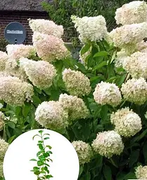 Гортензія Agro-Market Grandiflora деревоподібна 2-х річна висота саджанця 20-30 см 1 саджанець в упаковці - мініатюра 2