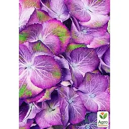 Саджанець Agro-Market Гортензія крупнолистова 2-х річна Sweet Lips Purple висота саджанця 25-45 см (183492) 1 шт. в упаковці - мініатюра 2