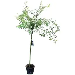 Саджанець Agro-Market Верба на штамбі Hakuro-nishiki (висота 80-100см) 1 шт. в упаковці (168005) - мініатюра 3