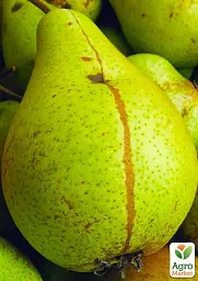 Саджанець Agro-Market Груша Кюре (Вільямс зимовий) (зимовий сорт, пізній термін дозрівання) 1 шт. в упаковці (35804) - мініатюра 4