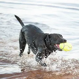 Іграшка-гантель для собак KONG Air Dog Squeaker Dog Toy - мініатюра 3