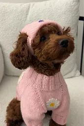 Шапка для собак Hat-Dog рожева (XXL) - мініатюра 2