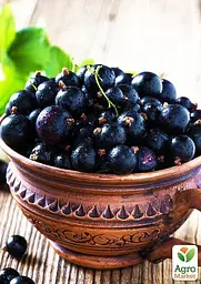 Саджанець Agro-Market Смородина чорна Ювілейна Копаня (середньо-пізній термін дозрівання) 1 шт. в пакуванні (17545) - мініатюра 2