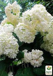 Саджанець Agro-Market Гортензія крупнолиста біла Bright White (44818) - мініатюра 7