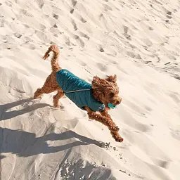 Жилет Pet Fashion E.Vest для собак, розмір L, морська хвиля - мініатюра 10