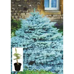 Саджанець Agro-Market Ялина колюча Glaucа S3 висота 25-35 см 1 шт. в упаковці (62745) - мініатюра 2