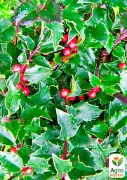 Саджанець Agro-Market Падуб гостролистий (Ilex aquifolium) вазон Р9 (178885) - мініатюра 5