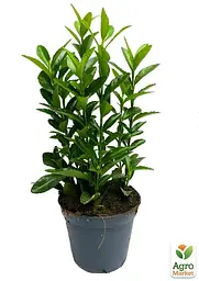 Саджанець Agro-Market Бересклет Японський Green Spire (50623) - мініатюра 4