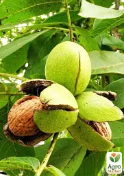 Саджанець Agro-Market Волоський горіх Буковинська бомба (середній термін дозрівання) 1 шт. в упаковці (44480) - мініатюра 5