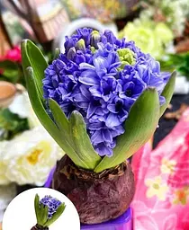 Цибулина Agro-Market Гіацинт General Koehler 1 шт. в упаковці (50651) - мініатюра 2