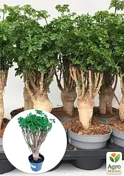 Саджанець Agro-Market Бонсай Polyscias кімнатний 1 шт. в упаковці (182695) - мініатюра 2