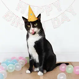 Фотоальбом для котика «Мої котячі історії» - мініатюра 10