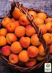 Саджанець Agro-Market Абрикос темно-помаранчевий Мрія (Dream) (канадська селекція, преміальний середньо-ранній сорт) 1 шт. в упаковці (43999) - мініатюра 4