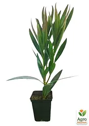 Саджанець Agro-Market Олеандр махровий Oasis (вічнозелений, запашний кущ) (85689) - мініатюра 2