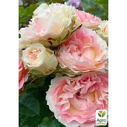 Троянда плетиста Agro-Market Cesar саджанець класу АА+ вищий сорт 1 шт. в упаковці (181419) - мініатюра 2