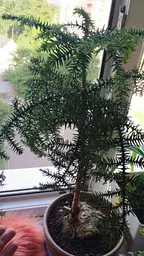 Саджанець Agro-Market Араукарія (Araucaria heterophylla) кімнатна ялина 1 шт. в упаковці (51637) - мініатюра 5