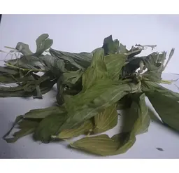 Купина Трава Купена Polygonatum officinale