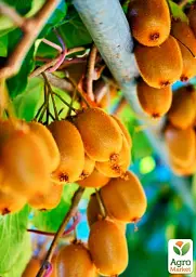 Саджанець Agro-Market Ківі Хейворд (найвідоміший і розповсюджений у світі сорт) 1 шт. в упаковці (23606) - мініатюра 2