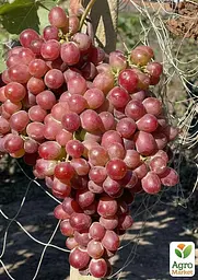 Саджанець Agro-Market Виноград кишмиш Лускунчик (ранній солодкий сорт селекції США) 1 шт. в пакуванні (182238) - мініатюра 2