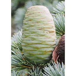 Саджанець Agro-Market Кедр Атласский (Cedrus Аtlantica) (50699) - мініатюра 2