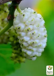 Саджанець Agro-Market Шовковиця великоплідна Стамбульська біла (літній сорт, середній термін дозрівання) 1 шт. в упаковці (16184) - мініатюра 3