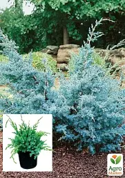 Саджанець Agro-Market Ялівець китайський 3-річний Blue Alps S3 висота 30-40 см 1 шт. в упаковці (62786) - мініатюра 2
