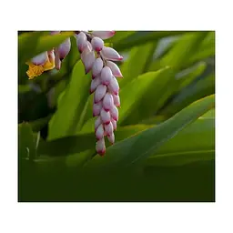 Маска для обличчя Lululun Premium Face Mask Okinawa Shell Ginger Заспокійлива з екстрактом імбиру 1 шт х 5 уп (4582305069518) - мініатюра 5