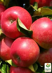 Саджанець Agro-Market Яблуня Амулет (Ранньозимовий сорт) 1 шт. в упаковці (25934) - мініатюра 3