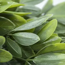 Штучна гілка Engard Schefflera 65cм (AV-02) - мініатюра 6
