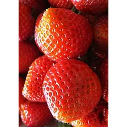 Саджанець Agro-Market Полуниця Бурбон 5шт (ремонтантний сорт) (44705) - мініатюра 3