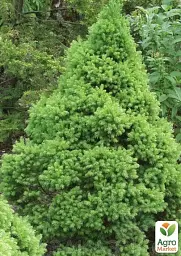 Саджанець Agro-Market Ялина канадська Perfecta (жива ялинка в горщику, висота 70-90 см) 1 шт. в упаковці (183395) - мініатюра 4