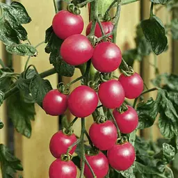 Насіння Gl Seeds томату Шалун 0,1 г - мініатюра 2