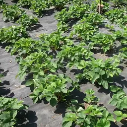 Агротканина Shadow 50 г/м² 1.6 x 50 м АВЧР000031 - мініатюра 4