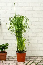 Опора для рослин Kinzo Garden 6 шт - мініатюра 7