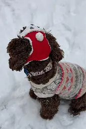 Шапка-вушанка для собак Hat-Dog Новорічна (L) - мініатюра 6