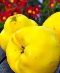 Саджанець Agro-Market Айва ніжно-жовта Мудра (Wise) (преміальний, морозостійкий сорт) (47384) 1 шт. в упаковці - мініатюра 3