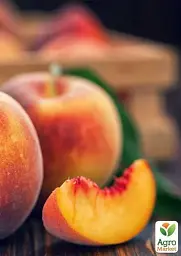 Саджанець Agro-Market Персик Августовський (літній сорт, середньопізній термін дозрівання) 1 шт. в упаковці (25777) - мініатюра 3