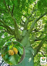 Саджанець Agro-Market Бук європейський (Fagus Sylvatica) висота 25-35 см 1 шт. в упаковці (115232) - мініатюра 2