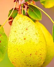 Саджанець Agro-Market Груша Дюшес літній (літній сорт, ранній термін дозрівання) (46260) 1 шт. в упаковці - мініатюра 2