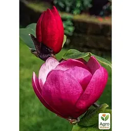 Саджанець Agro-Market Магнолія 4-х річна гібридна Black Tulip (висота 50-60 см) (181165) 1 шт. в упаковці - мініатюра 5