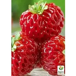 Саджанець Agro-Market Гібрид полуниці і малини Міце Шиндлер (Frau Mieze Schindller) (52599) 5 шт. - мініатюра 3