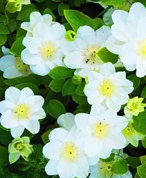 Клематис Agro-Market Guernsey повторноквітучий сорт cream 1 саджанець в упаковці (15852) - мініатюра 2