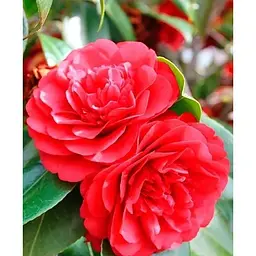 Саджанець Agro-Market Камелія японська 2-х річна Lady Campbell (висота 45-55см) (179196) 1 шт. - мініатюра 5